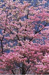 《原子之心》首发共有三个难度：容易、标准和困难